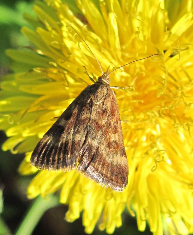 vijačka stepná (sk) / zavíječ (cz) Pyrausta despicata Scopoli, 1763