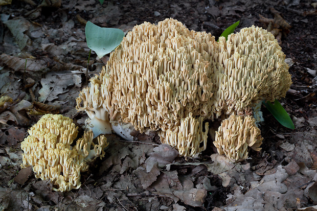 strapačka útla Ramaria gracilis (Pers.) Quél.