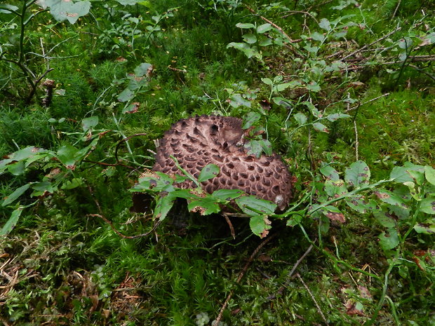 jelenkovec škridlicovitý Sarcodon imbricatus (L.) P. Karst.