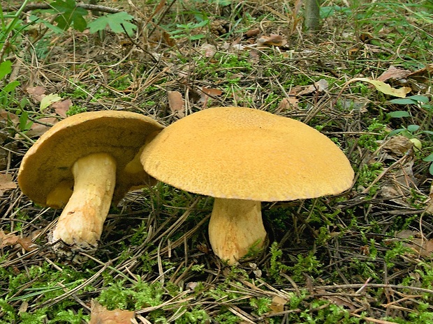 masliak strakatý Suillus variegatus (Sw.) Kuntze