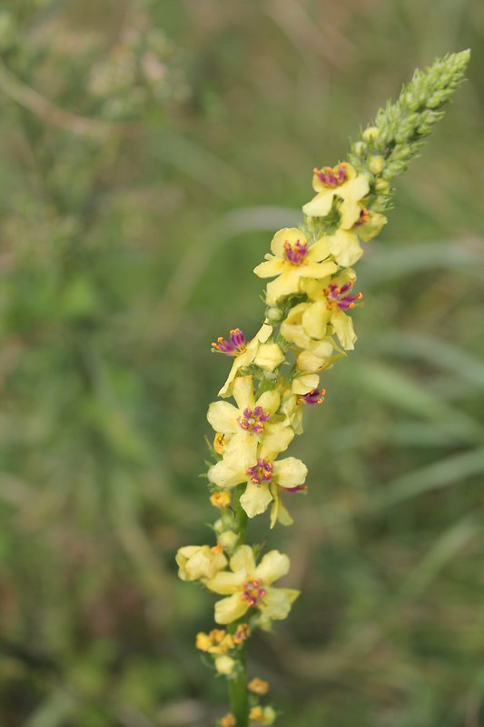 divozel čierny Verbascum nigrum L.