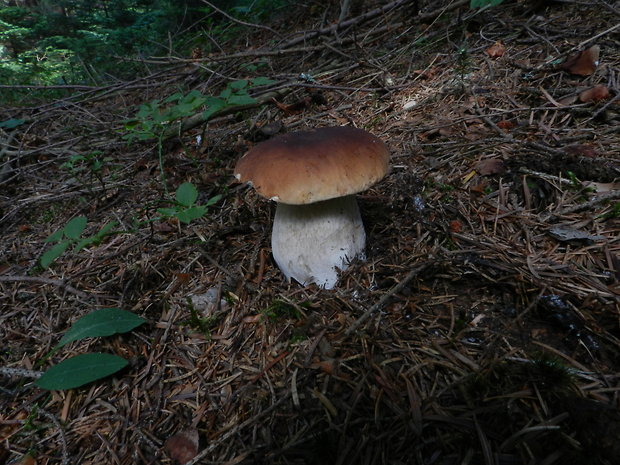 hríb smrekový Boletus edulis Bull.