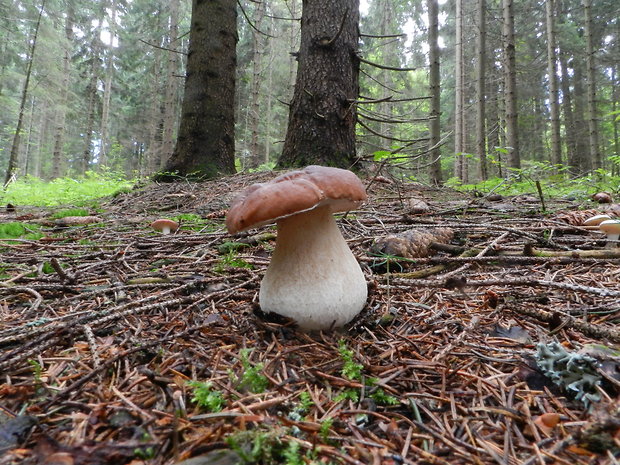 hríb smrekový Boletus edulis Bull.