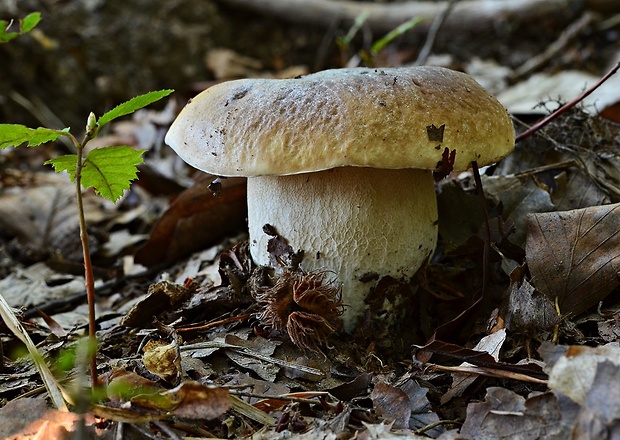 hríb smrekový Boletus edulis Bull.