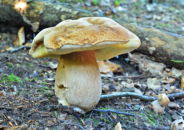 hríb dubový Boletus reticulatus Schaeff.