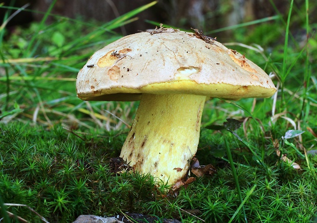 hríb horský Butyriboletus subappendiculatus (Dermek, Lazebn. & J. Veselský) D. Arora & J.L. Frank