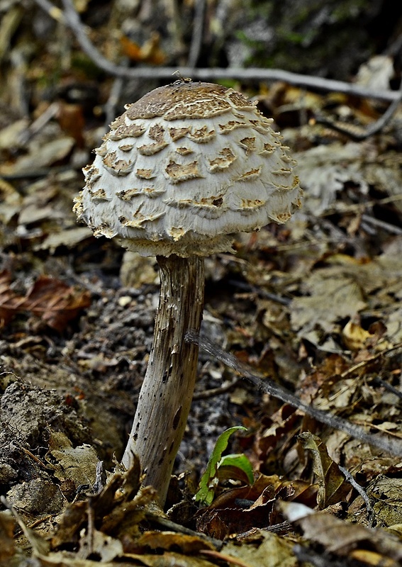 bedľa červenejúca Chlorophyllum rachodes (Vittad.) Vellinga