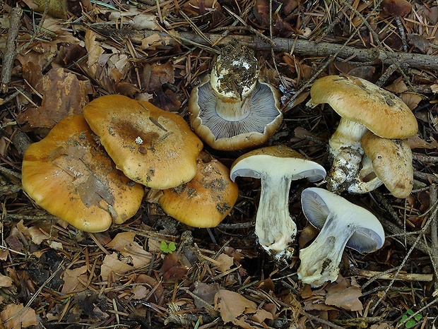 pavučinovec oparový Cortinarius parherpeticus Rob. Henry