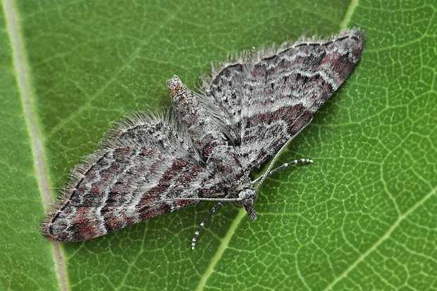 kvetnatka malá  Gymnoscelis rufifasciata  (Geometridae)