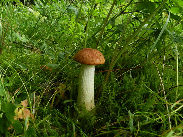 kozák osikový Leccinum albostipitatum den Bakker & Noordel.