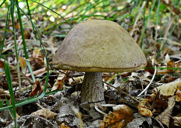 kozák hrabový Leccinum pseudoscabrum (Kallenb.) Šutara