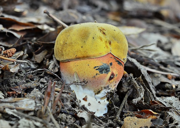 hríb zrnitohlúbikový Sutorius luridiformis (Rostk.) G. Wu & Zhu L. Yang