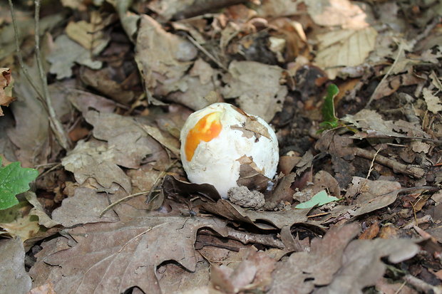 muchotrávka cisárska Amanita caesarea (Scop.) Pers.