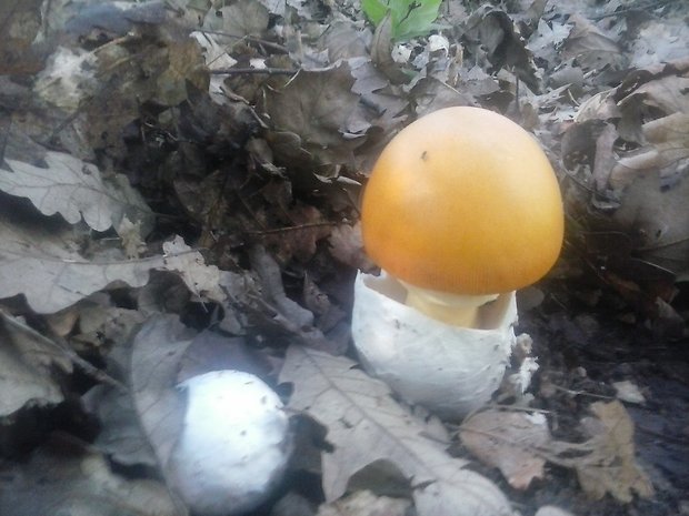 muchotrávka cisárska Amanita caesarea (Scop.) Pers.