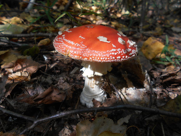 muchotrávka červená Amanita muscaria (L.) Lam.