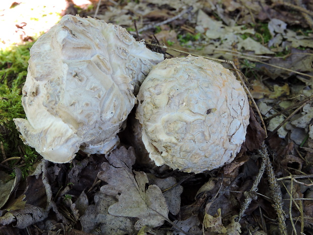 muchotrávka Amanita sp.