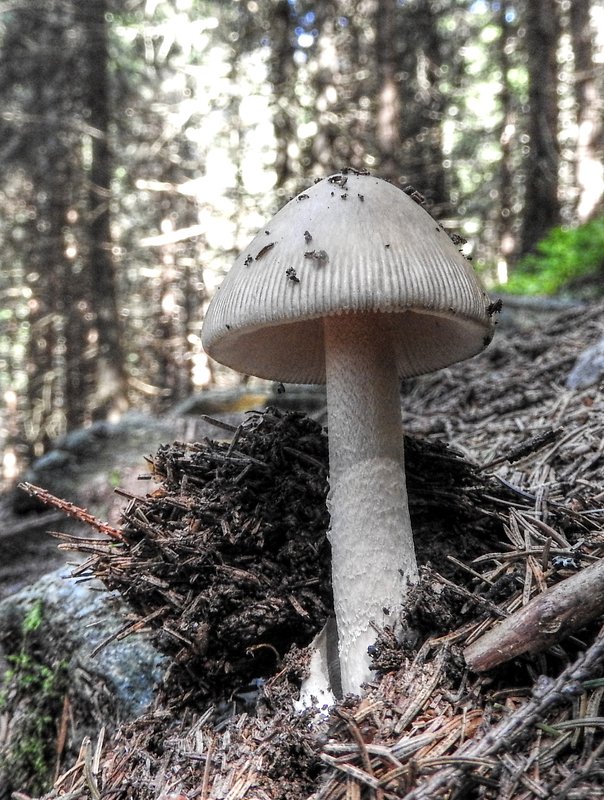 muchotrávka sivopošvatá Amanita submembranacea (Bon) Gröger