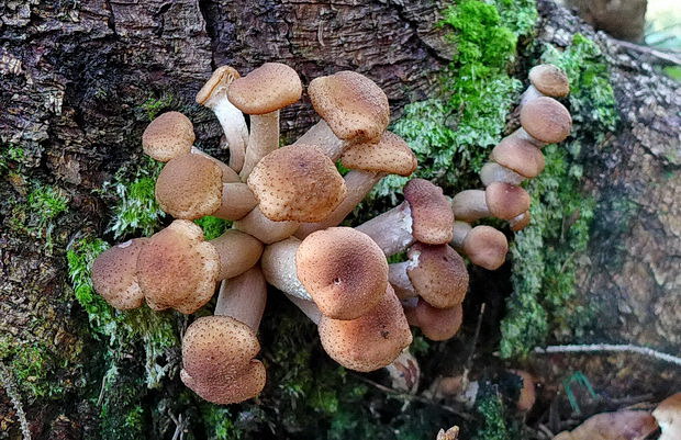 podpňovka tmavá Armillaria ostoyae (Romagn.) Herink