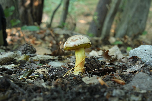 zlatohríb úhľadný Aureoboletus gentilis (Quél.) Pouzar