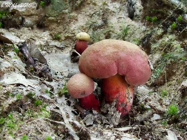 hríb špinavoružový Baorangia emileorum (Barbier) Vizzini, Simonini & Gerlardi