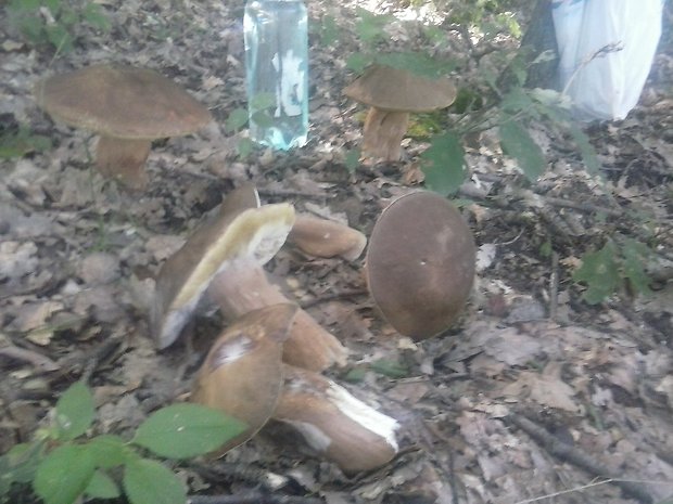 hríb bronzový Boletus aereus Bull. ex Fr.