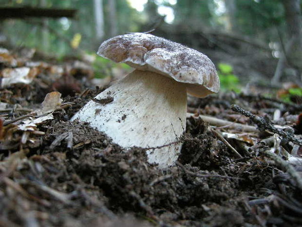 hríb smrekový Boletus edulis Bull.