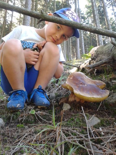 hríb smrekový Boletus edulis Bull.