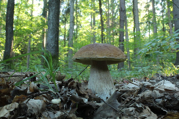 hríb smrekový Boletus edulis Bull.