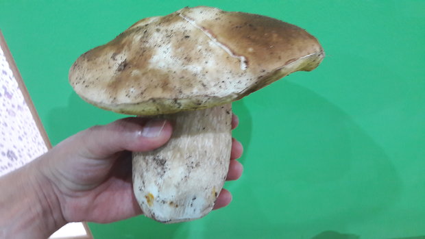 hríb smrekový Boletus edulis Bull.