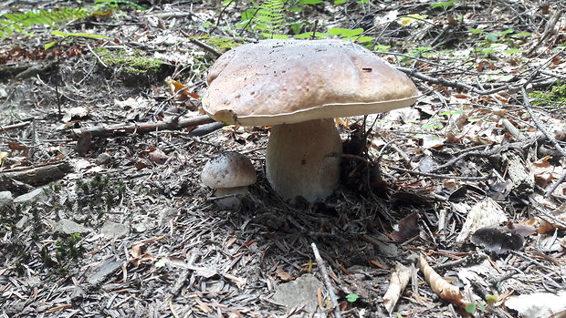 hríb smrekový Boletus edulis Bull.