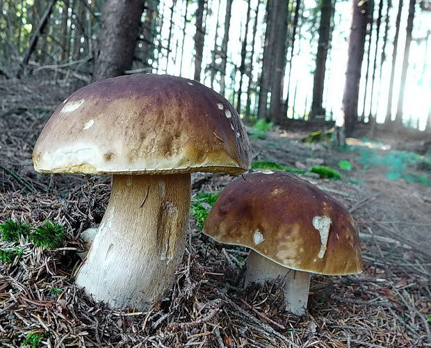 hríb smrekový Boletus edulis Bull.