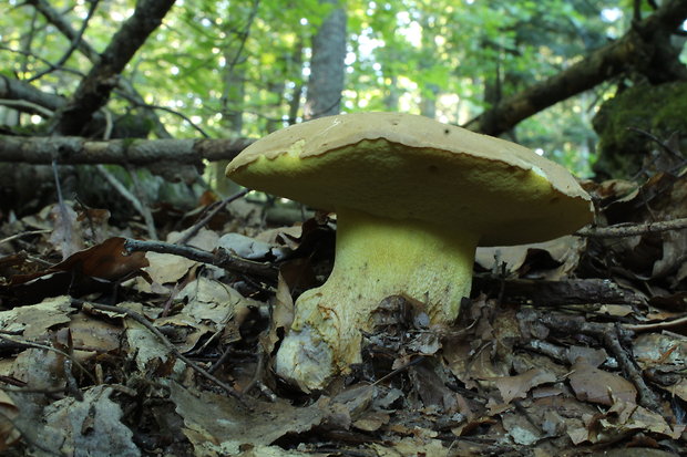 hríb horský Butyriboletus subappendiculatus (Dermek, Lazebn. & J. Veselský) D. Arora & J.L. Frank