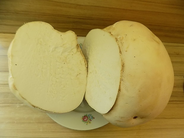 vatovec obrovský Calvatia gigantea (Batsch) Lloyd