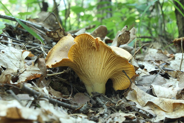 kuriatko jedlé ametystové Cantharellus amethysteus (Quél.) Sacc.