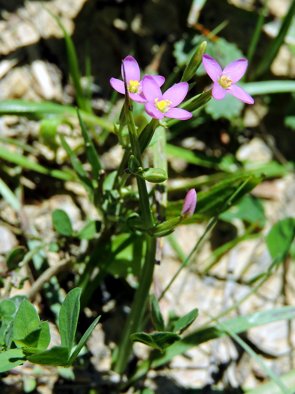 zemežlč spanilá Centaurium pulchellum (Sw.) Druce