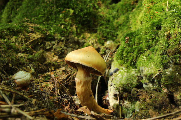 sliziak lepkavý Chroogomphus rutilus (Schaeff.) O.K. Mill.