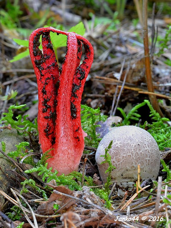 mrežovka kvetovitá Clathrus archeri (Berk.) Dring