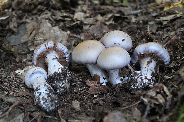 pavučinovec Cortinarius sp.