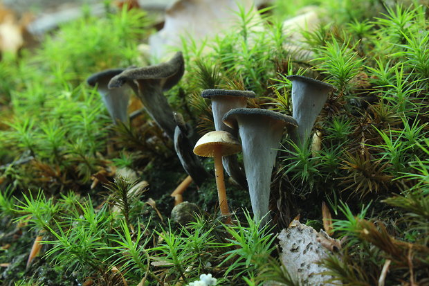 lievik trúbkovitý Craterellus cornucopioides (L.) Pers.