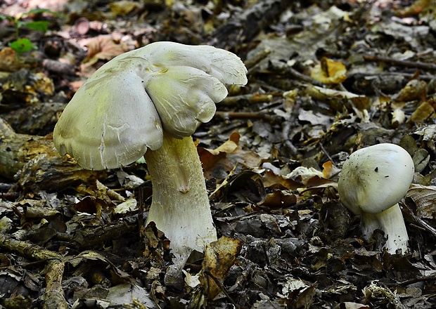 hodvábnica veľká Entoloma sinuatum (Bull.) P. Kumm.