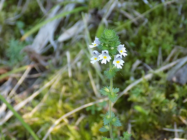 očianka rostkovova Euphrasia rostkoviana Hayne