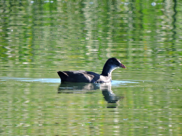 lyska čierna  Fulica atra