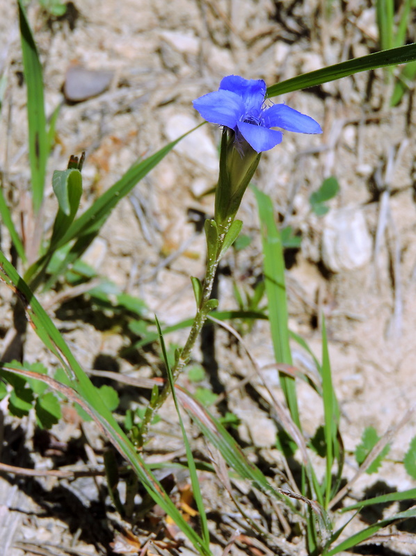 pahorec brvitý Gentianopsis ciliata (L.) Ma