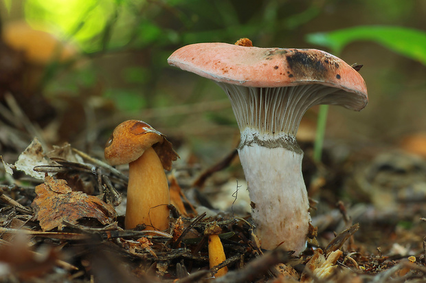 sliziak ružový Gomphidius roseus (Fr.) Oudem.