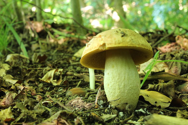 hríb jamkatý Hemileccinum depilatum (Redeuilh) Šutara