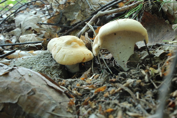 jelenka poprehýbaná Hydnum repandum L.