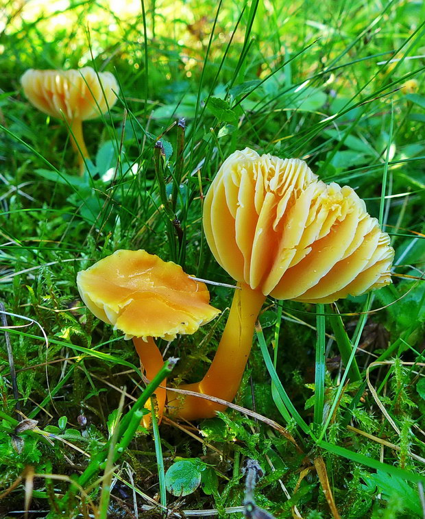 lúčnica Reidova Hygrocybe reidii Kühner