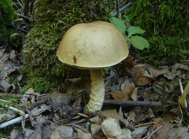 kozák Leccinum aerugineum? (Fr.) Lannoy & Estadès