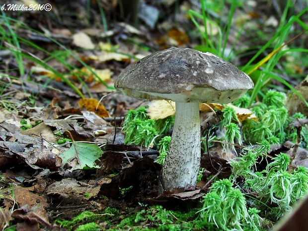 kozák rozličnofarebný Leccinum variicolor Watling