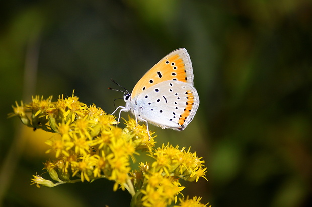 ohniváčik veľký   Lycaena dispar